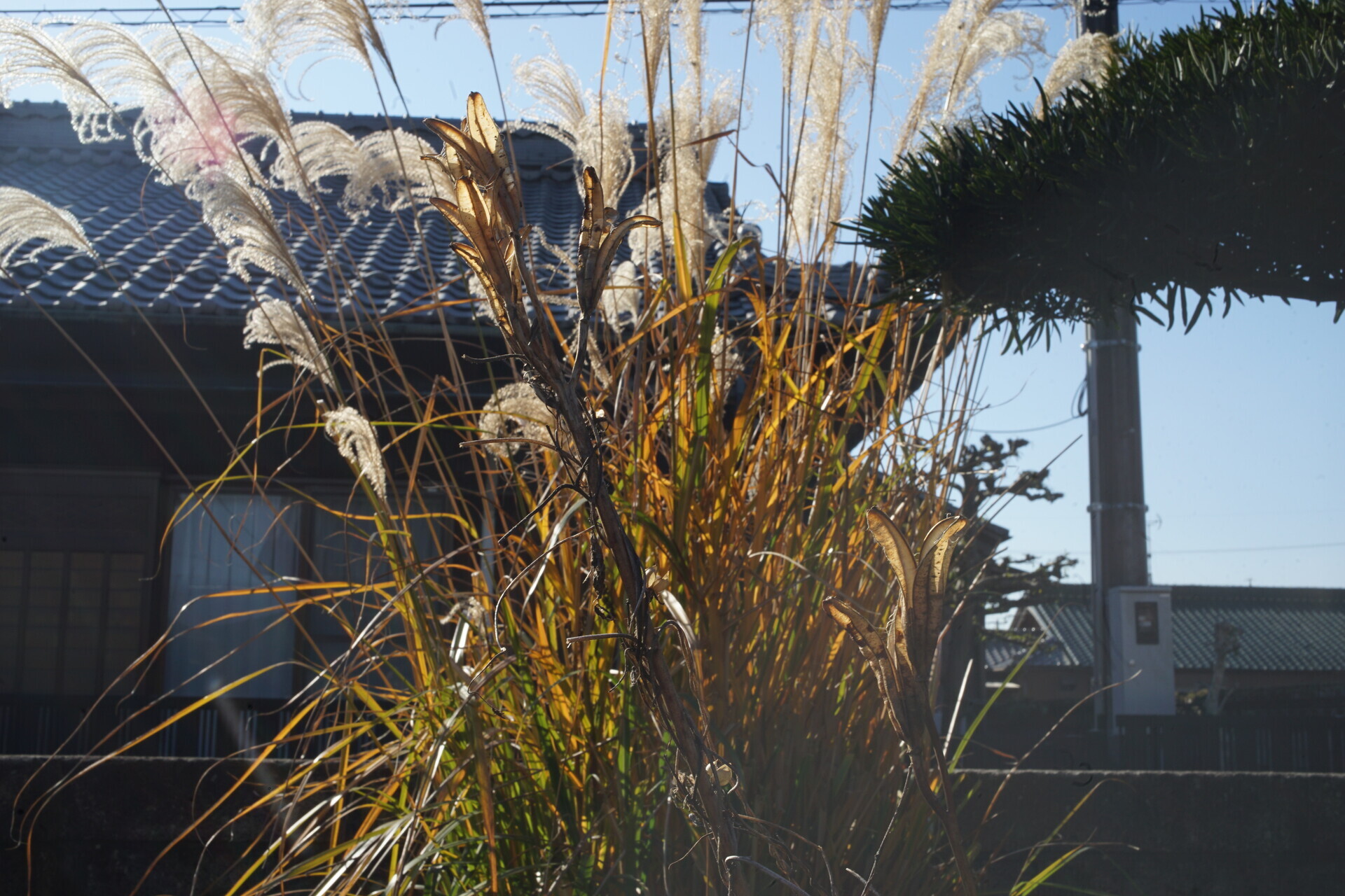 パンケーキレンズ色々2 一番薄い？ SMCペンタックスM40mmF2.8